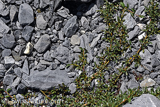 Foto: Stumpfblättrige Weide.
Umgebung: Gletschervorfeld, ca. 2000m ü.M.
Lat.: Salix retusa
Familie: Salicaceae (Weidengewächse)