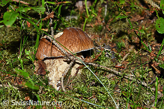 Foto: Gemeiner Steinpilz (Boletus edulis) auch Fichten-Steinpilz genannt.
Umgebung: Bergwald. Höhe ca. 1550m ü.M.
Lat.: Boletus edulis
Familie: Boletaceae (Dickröhrlingsverwandte)
Unterfamilie: Boletoideae (Dickröhrlingsverwandte)
Gattung: Boletus (Steinpilze)