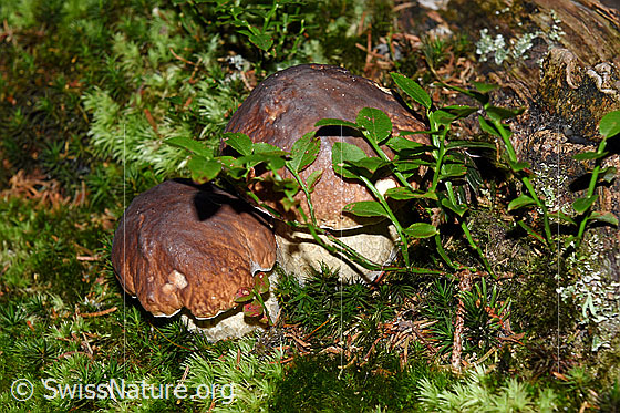 Foto: Gemeine Steinpilze (Boletus edulis) auch Fichten-Steinpilze genannt.
Umgebung: Bergwald. Höhe ca. 1550m ü.M.
Lat.: Boletus edulis
Familie: Boletaceae (Dickröhrlingsverwandte)
Unterfamilie: Boletoideae (Dickröhrlingsverwandte)
Gattung: Boletus (Steinpilze