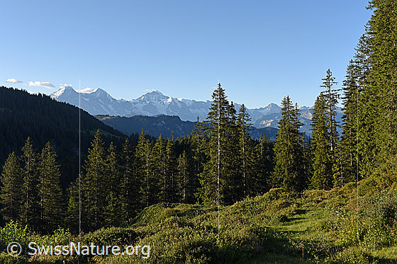 Foto: Waldlandschaft vor Eiger, Mönch und Jungfrau.