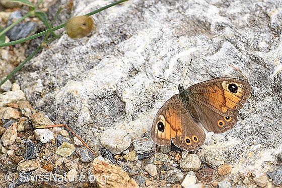 Braunauge (Lasiommata maera)