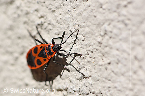 Foto: Gemeine Feuerwanze (Pyrrhocoris apterus). Wird auch Feuerwanze genannt.