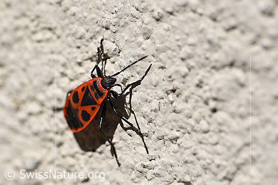 Foto: Gemeine Feuerwanze (Pyrrhocoris apterus)
Feuerwanze auch Gemeine Feuerwanze genannt.