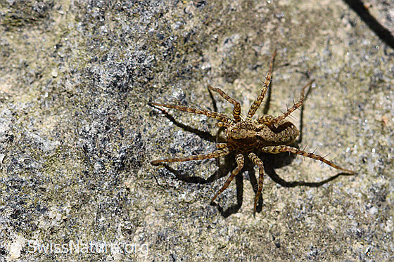 Foto: Pardosa lugubris (Wolfspinne). Eine Spinne hält sich auf einer besonnten Steinplatte auf. Die Steinplatten sind von lichtem Gras umgeben.
Wahrscheinlich handet es sich um eine Wolfspinne Pardosa lugubris, Weibchen.