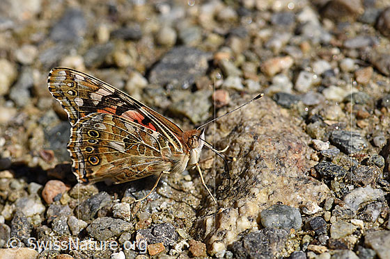 Foto: Distelfalter (Cynthia cardui) mit geschlossenen Flügeln.
Umgebung: Naturnaher Boden neben Wildblumenwiese. 1530m ü.M.
Lat.: Cynthia cardui
Familie: Nymphalidae (Edelfalter)
Unterfamilie: Nymphalinae (Fleckenfalter)