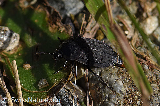 Silpha tristis (Aaskäfer)
