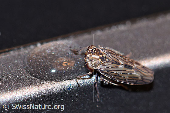 Foto: Bärtige Winkerzikade (Idiocerus herrichii), auch Bartwinkerzikade genannt. Die Zikade saugt an einem Wassertropfen.