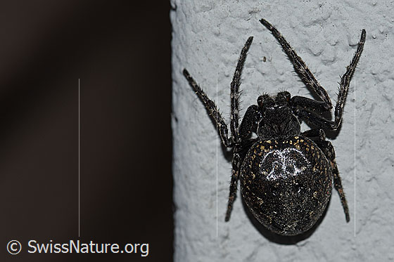 Spaltenkreuzspinne (Nuctenea umbratica)