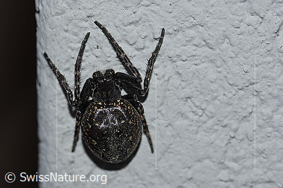 Foto: Spaltenkreuzspinne (Nuctenea umbratica) an Hauswand. Ansicht von oben.