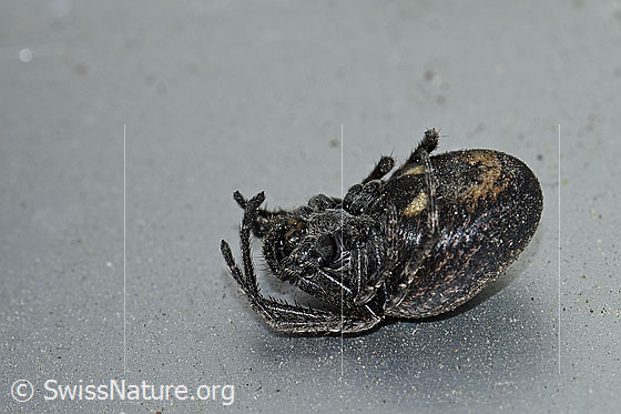 Foto: Spaltenkreuzspinne (Nuctenea umbratica). Auf Rücken liegend.