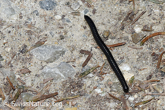 Foto: Tausendfüsser mit ca. 48 Ringen.
Umgebung: Naturstrasse in Wald. 950m ü.M.
Lat.: Ev. Tachypodoiulus niger
Familie: Myriapoda (Tausendfüssler)
