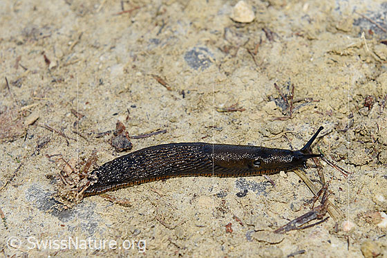 Foto: Wahrscheinlich zeigt das Foto eine Spanische Wegschnecke (Arion vulgaris).