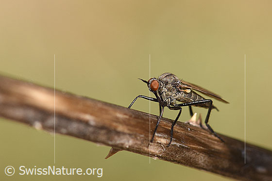 Photo: Probably Empis tesselata. View diagonally from the front.