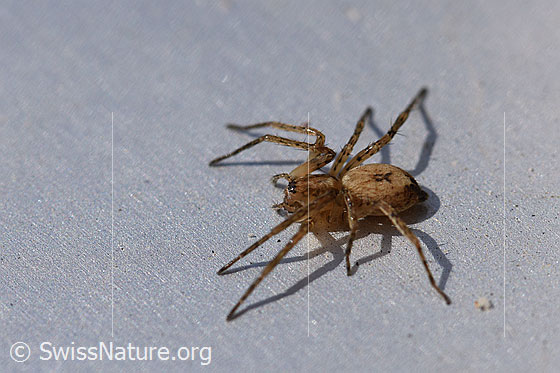 Foto: Wahrscheinlich Vierfleck-Zartspinne (Anyphaena accentuata). Ansicht von schräg oben.