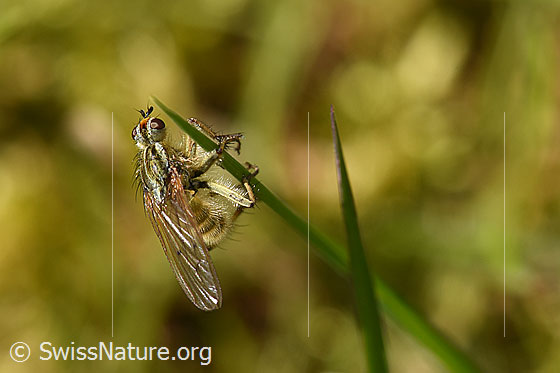 Gelbe Dungfliege (Scathophaga stercoraria)