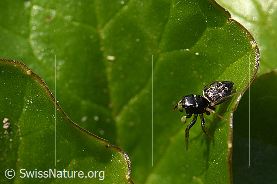 Foto: Wahrscheinlich Heliophanus cupreus, Weibchen.
Körperlänge: 4-6mm. Fotografiert auf Efeublatt. Ansicht von der Seite.