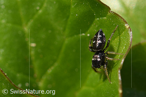 Heliophanus cupreus (Springspinne), Weibchen