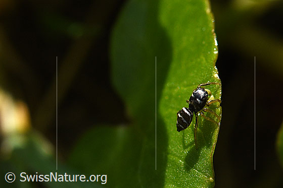 Foto: Wahrscheinlich Heliophanus cupreus, Weibchen.
Körperlänge: 4-6mm. Fotografiert auf Efeublatt. Ansicht von der Seite.