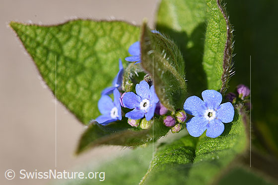 Kaukasusvergissmeinnicht (Brunnera macrophylla)