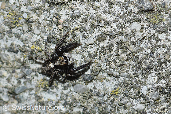 Foto: Wahrscheinlich Pseudeuophrys lanigera. Auf Treppe Kellereingang.
Körperlänge: 4-5mm. Fotografiert auf Mauer.