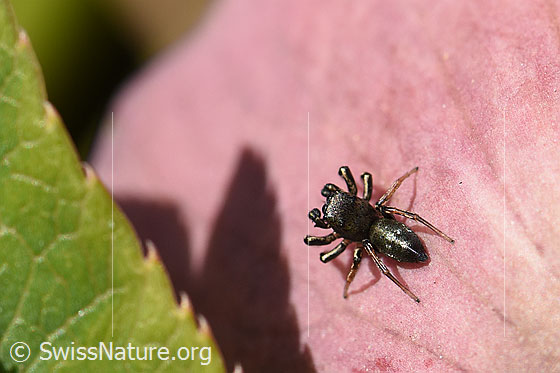 Foto: Wahrscheinlich Heliophanus cupreus, Männchen.
Körperlänge: 3.5 - 4mm. Fotografiert auf Blütenblatt einer Pfingstrose.