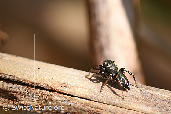 Foto: Wahrscheinlich Heliophanus cupreus, Männchen.
Körperlänge: 3.5-4mm. Fotografiert auf Ästchen.