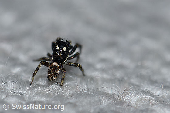 Foto: Zerbraspringspinne, Männchen. Auf Teppich.
