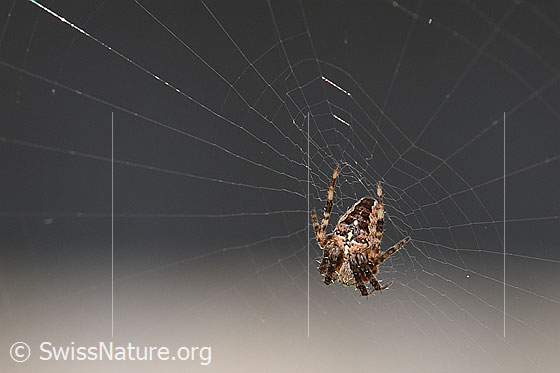 Gartenkreuzspinne (Araneus diadematus) im Spinnennetz