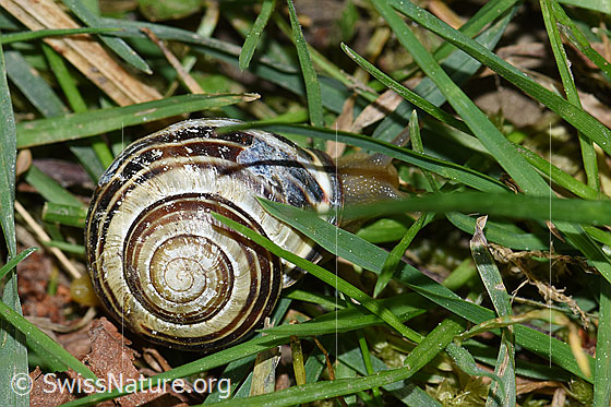 Foto: Gartenschnirkelschnecke (Cepaea hortensis)