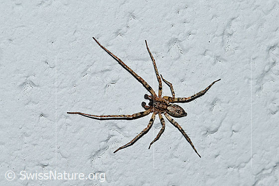 Vierfleck-Zartspinne (Anyphaena accentuata)