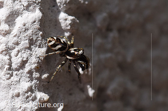 Foto: Zebra-Springspinne an Hauswand.