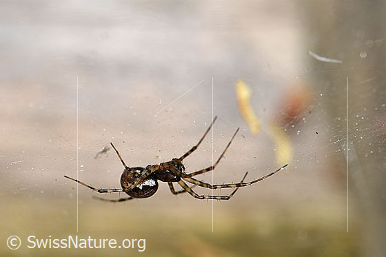 Foto: Wahrscheinlich Neriene montana.
Körpergrösse: 5.5 - 8mm
Diese Spinne hat ihr Netz horizontal in die Ecke einer Sichtschutzwand aus Holz gebaut. Ca. 2m ab Boden. In einem Spalt der Sichtschutzwand wartete sie auf Beute.