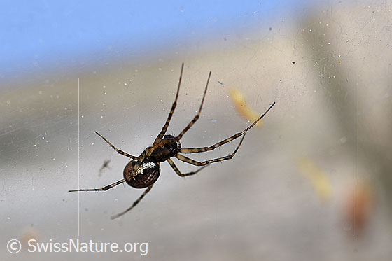 Foto: Wahrscheinlich Neriene montana.
Körpergrösse: 5.5 - 8mm