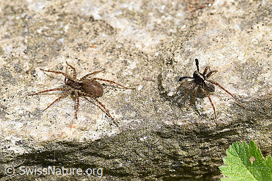Foto: Wolfspinne Pardosa lugubris, Weibchen und Männchen auf Steintreppe.