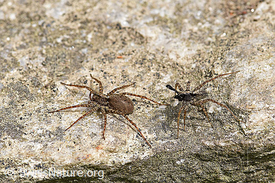 Foto: Wolfspinne Pardosa lugubris, Weibchen und Männchen auf Steintreppe.