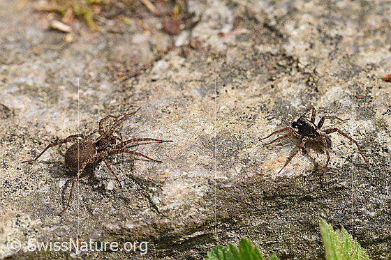 Foto: Wolfspinne Pardosa lugubris, Weibchen und Männchen.