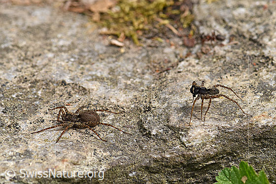 Foto: Wolfspinne Pardosa lugubris, Weibchen und Männchen auf Steintreppe.