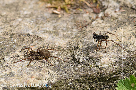 Foto: Wolfspinne Pardosa lugubris, Weibchen und Männchen auf Steintreppe.