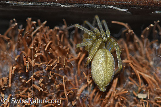 Grüne Huschspinne (Micrommata virescens)