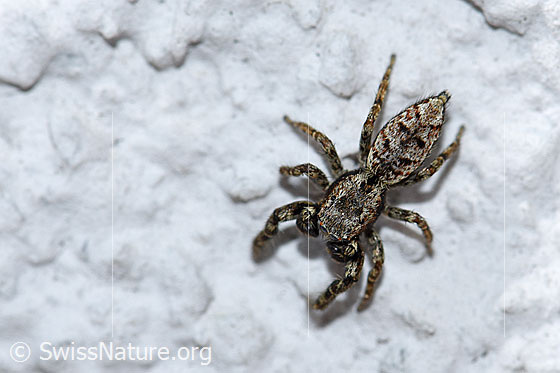 Foto: Wahrscheinlich Sitticus pubescens, Männchen. Aufnahme von oben. An Hausmauer.
Körperlänge 4-5mm