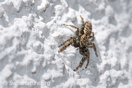 Foto: Wahrscheinlich Sitticus pubescens, Männchen an Hausmauer. Ansicht von schräg oben.
Körperlänge 4-5mm
