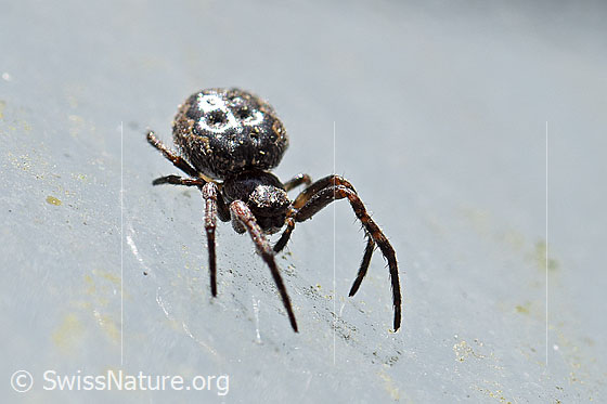 Foto: Spaltenkreuzspinne (Nuctenea umbratica) an Glasscheibe. Ansicht von schräg vorne oben.
