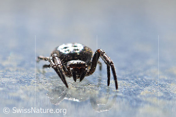 Foto: Spaltenkreuzspinne (Nuctenea umbratica) an Glasscheibe. Ansicht von vorne.