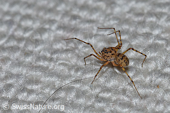 Speispinne (Scytodes thoracica)
