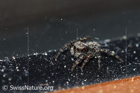 Foto: Wahrscheinlich Pseudeuophrys lanigera. Innseseite Fensterrahmen.
Körperlänge: 4-5mm. 