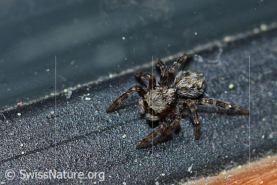 Pseudeuophrys lanigera