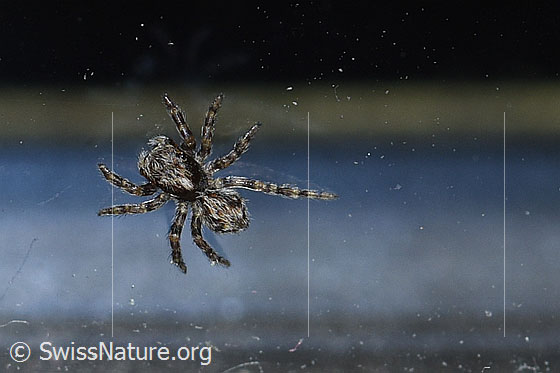 Foto: Wahrscheinlich Pseudeuophrys lanigera. Innenseite einer Fensterscheibe.
Körperlänge: 4-5mm.