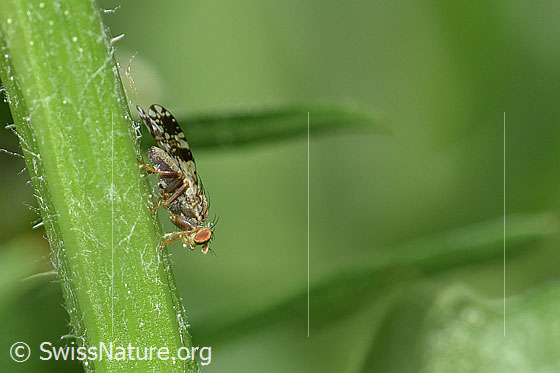 Foto: Wahrscheinlich Pippau-Bohrfliege (Tephritis crepidis) an Stängel einer Pflanze. Männchen. Länge ca. 5mm.