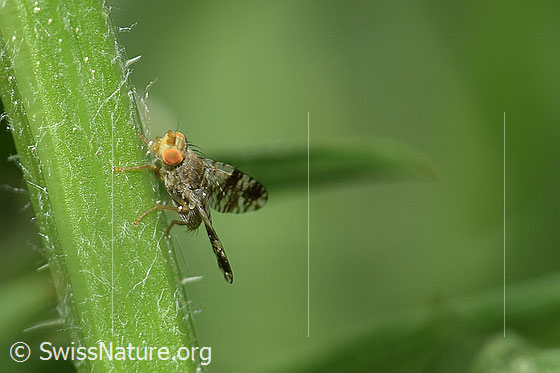 Pippau-Bohrfliege (Tephritis crepidis)