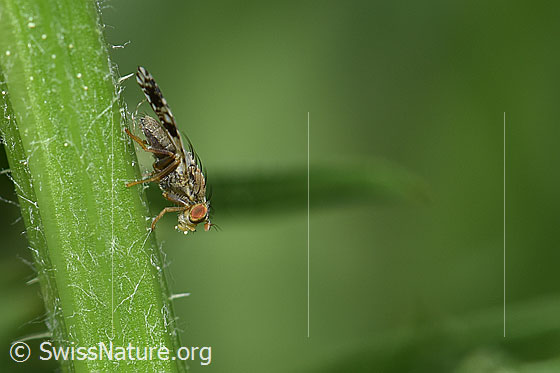 Foto: Wahrscheinlich Pippau-Bohrfliege (Tephritis crepidis). Männchen. Länge ca. 5mm. Ansicht von der Seite.